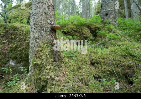 Abete con bordo rosso, Fomitopsis pinicola Foto Stock