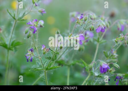 Closeup di becco di gru in legno sovrastato, Geranium sylvaticum Foto Stock