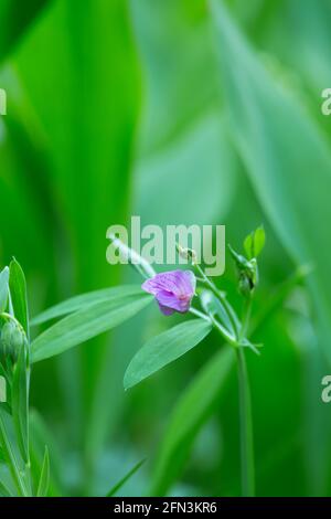 Pisello in fiore, Lathyrus linifolius tra il giglio delle foglie di valle Foto Stock