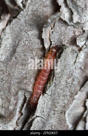 Formicarius Thanasimus su corteccia di pino Foto Stock