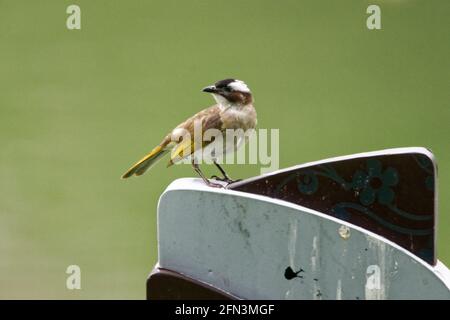 uccelli in natura, di giorno e selvatici Foto Stock