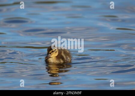 Una piccola mallard anatroccolo nuotare su uno stagno in primavera Foto Stock