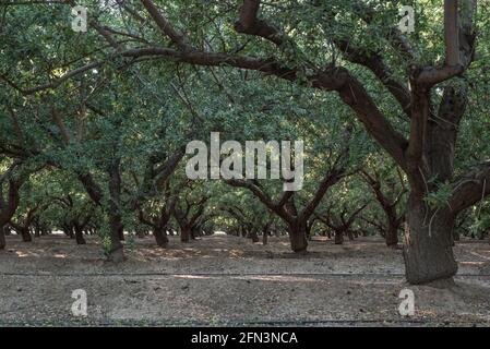 File di alberi in un frutteto di mandorle nella valle centrale della California dove la maggior parte delle mandorle in Nord America sono cresciute. Foto Stock