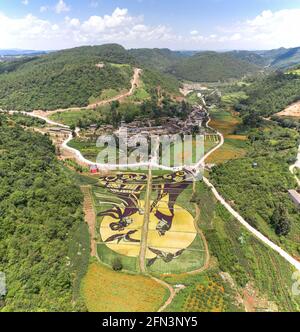 Vista aerea dei campi di riso colorati nella contea di Yiliang, Yunnan - Cina Foto Stock