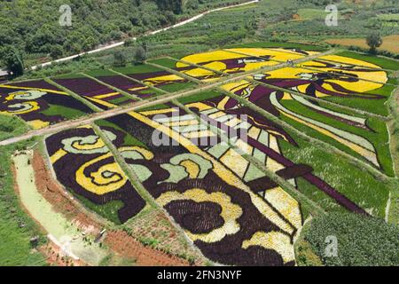 Vista aerea dei campi di riso colorati nella contea di Yiliang, Yunnan - Cina Foto Stock