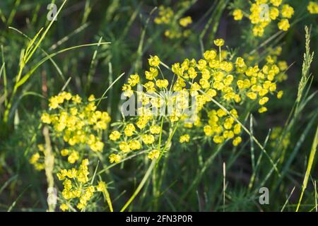 Euphorbia cyparissias, cipresso sprite fiore primavera closeup fuoco selettivo Foto Stock