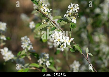 Amelanchier lamarckii, fiori bianchi di juneberry su fuoco selectice closeup twig Foto Stock