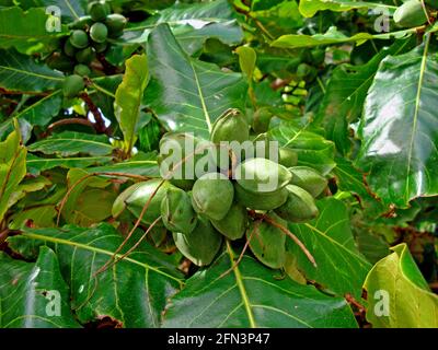 Mandorle malabare su albero (Terminalia catappa) Foto Stock