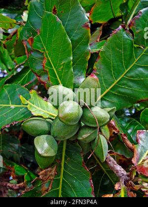 Mandorle malabare su albero (Terminalia catappa) Foto Stock