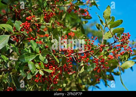 pepertree brasiliano (Schinus terebinthifolius), Rio Foto Stock