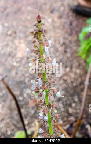 Fiori di Thyme foglia spessa Foto Stock