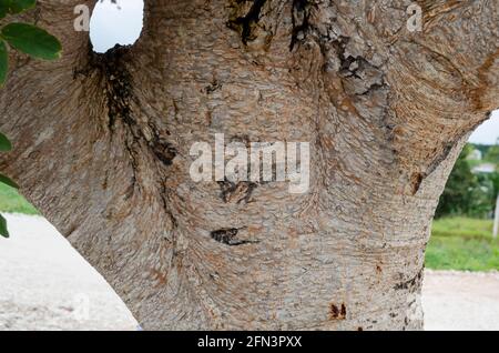 Corteccia dell'albero di Albizia Lebbeck Foto Stock