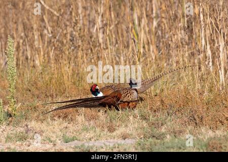 I galli fagiani dal collo ad anello, Phasianus colchicus, si affrontano prima di una battaglia territoriale nella San Joaquin Valley della California. Foto Stock