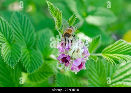 Fiori di lampone impollinanti dell'ape Foto Stock