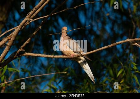 Mourning dove femmina con nido-costruzione materiale, Zenaida macroura, San Joaquin Valley, San Luis National Wildlife Refuge, Los Banos, California Foto Stock