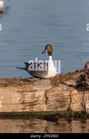 Alert Northern Pintail drake, Anas acuta, su log in la San Joaquin Valley, praters Ecological Area, Merced National Wildlife Refuge, California Foto Stock