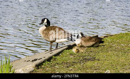 Canada Goose Family con bambini accanto al lago stanley Park Foto Stock