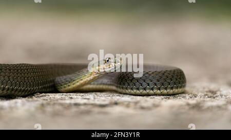 Malpolon monspessulanus, conosciuto come il serpente di Montpellier, che giace una roccia. Isolato su uno sfondo chiaro Foto Stock