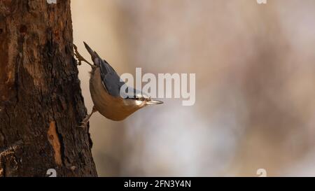 Nuthatch eurasiatico o nuthatch di legno (Sitta europaea) nella posizione usuale, aggrappato a un ramo Foto Stock