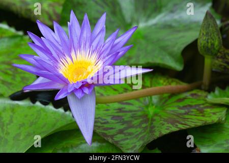 Giglio d'acqua viola in fiore in una serra di piante al coperto Foto Stock