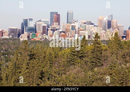 Lo skyline della città di Calgary con uno degli stand più orientali della foresta di abeti Douglas in Canada. Vista da ovest nel parco Edworthy. Foto Stock