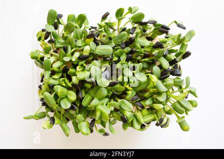 Micogreens germogli di girasole in scatola crescente. Riprese fresche di micro verde su sfondo bianco. Germogli di insalata micro per un'alimentazione sana, stile di vita vegano Foto Stock