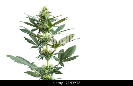 Pianta di cannabis isolata su sfondo bianco con spazio vuoto per il testo. Striscione con pianta di marijuana fiorente verde con grandi foglie, fiori, boccioli. CUL Foto Stock