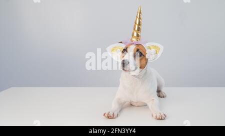 Carino jack russell terrier cane in unicorn fascia su sfondo bianco. Spazio di copia Foto Stock