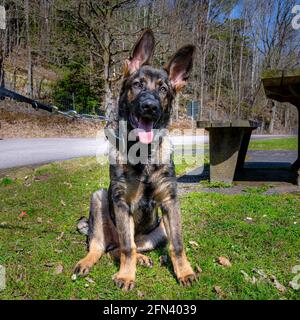 Un ritratto di un felice cucciolo di Pastore tedesco di quattro mesi su erba verde. Linea di lavoro razza Foto Stock
