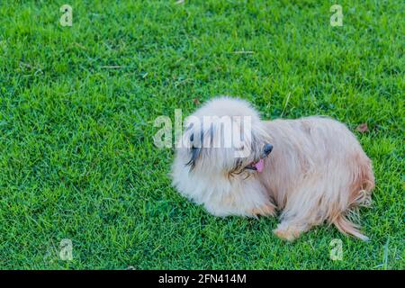 cane randagio seduto sul prato e sensazione di solita Foto Stock