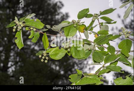 Foglie e frutti di Whitebeam, Sorbus aria. Foto scattata in Gola di Beteta, provincia di Cuenca, Spagna Foto Stock