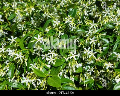 Trachelospermum jasminoides confederato, meridionale, stella gelsomino fioritura pianta giorno soleggiato sfondo. gelsomino aromatico fresco selvatico con fiori bianchi gr Foto Stock