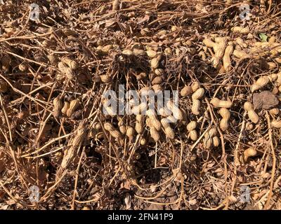 Raccolta di arachidi. Arachidi fresche con conchiglie su terreni agricoli. Foto Stock