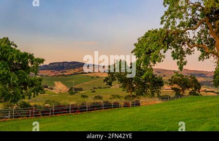 Paesaggio con colline e valli al tramonto in un vigneto in primavera nella Napa Valley, California, Stati Uniti Foto Stock