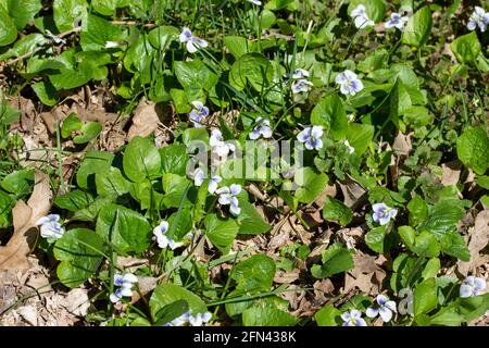 Questa immagine mostra uno sfondo di texture ravvicinato di violetti bianchi di bosco fiori selvatici (viola blanda) che fioriscono in un burrone boscoso in piena luce del sole. Foto Stock