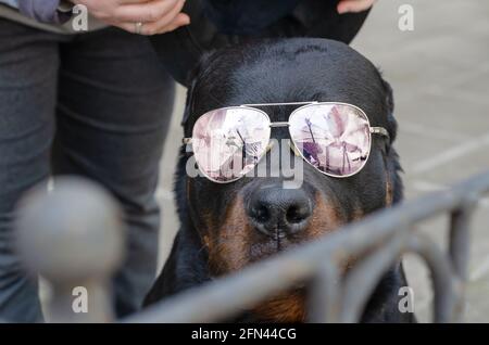 Ritratto di un cane con occhiali da sole dietro una recinzione. Un adulto maschio Rottweiler seduto e guardando intentemente nella macchina fotografica. Una donna si trova accanto a lui un Foto Stock