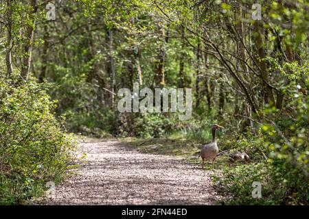 Gossing e gossing di greylag. Speech House Woods e Worgreens Foto Stock