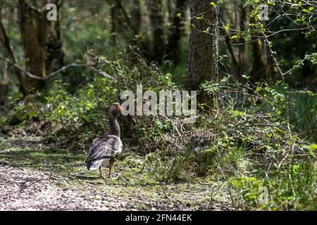 Gossing e gossing di greylag. Speech House Woods e Worgreens Foto Stock