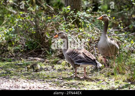 Gossing e gossing di greylag. Speech House Woods e Worgreens Foto Stock