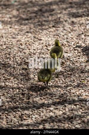 Gossing e gossing di greylag. Speech House Woods e Worgreens Foto Stock