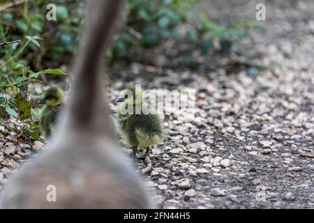 Gossing e gossing di greylag. Speech House Woods e Worgreens Foto Stock