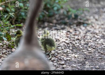 Gossing e gossing di greylag. Speech House Woods e Worgreens Foto Stock