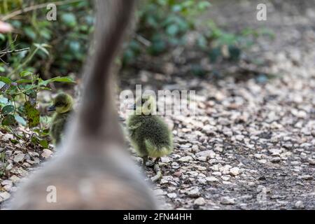 Gossing e gossing di greylag. Speech House Woods e Worgreens Foto Stock