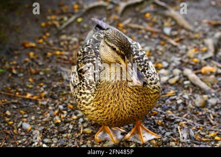 Anatre sono uccelli acquatici trovati in tutto il mondo Foto Stock