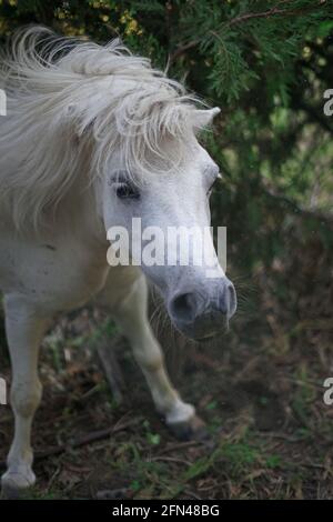 Il pony pazzo e bianco si scuote. Carino pony tra i rami graffia la schiena. Foto Stock