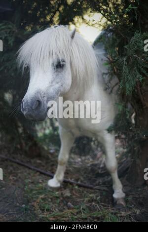 Il pony pazzo e bianco si scuote. Carino pony tra i rami graffia la schiena. Foto Stock