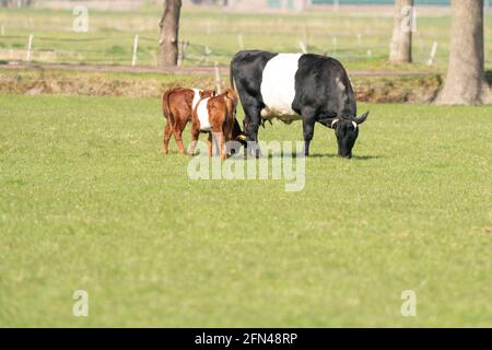 Una mucca Lakenvelder bianca e nera con due vitelli bruni, pascolano in un verde prato olandese Foto Stock