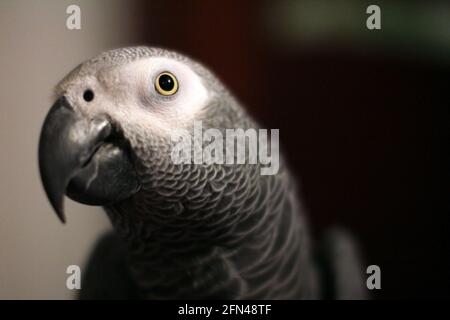 Occhio di pappagallo. Primo piano di un bellissimo pappagallo grigio, Psittacus erithacus. Ritratto della testa di un pappagallo grigio con occhi gialli. Foto Stock