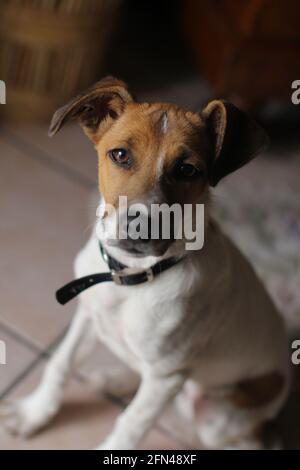 Un adorabile cucciolo che guarda la macchina fotografica con uno sguardo suggestivo e carino. Jack Russel, piccolo animale domestico. Foto Stock