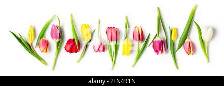 Tulipano primavera fiori con raccolta foglie isolato su sfondo bianco. Composizione di striscioni floreali con bei tulipani colorati. Fiori di Pasqua con Foto Stock
